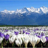 Premuim Red Saffron Organic Herbal Tea High Quality Saffron Crocus Zanghonghua