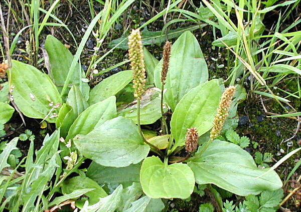 PLANTAIN BROAD LEAF ORGANIC HERB TEA 100g Plantago major Psyllium Waybread Secondary image