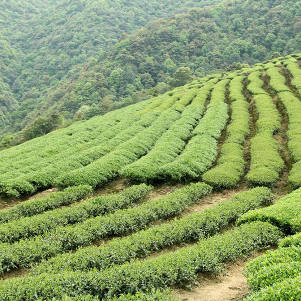 High Mountain Oolong Tea Taiwan Jinxuan Oolong Tea Organic Green Tea Bagged 250g