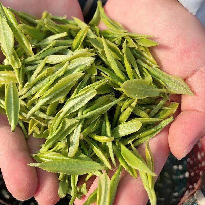 Premium Organic Anji White Tea Baicha An Ji Bai Pian Spring Chinese Green Tea