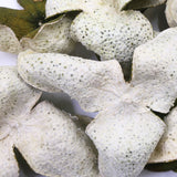 Chen Pi XinHui TianMa Area Green New Dried Tangerine Orange Peel Herbal Tea