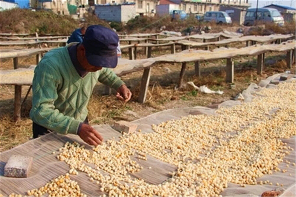 Chinese dried scallops / dried seafood / conpoy dried A grade