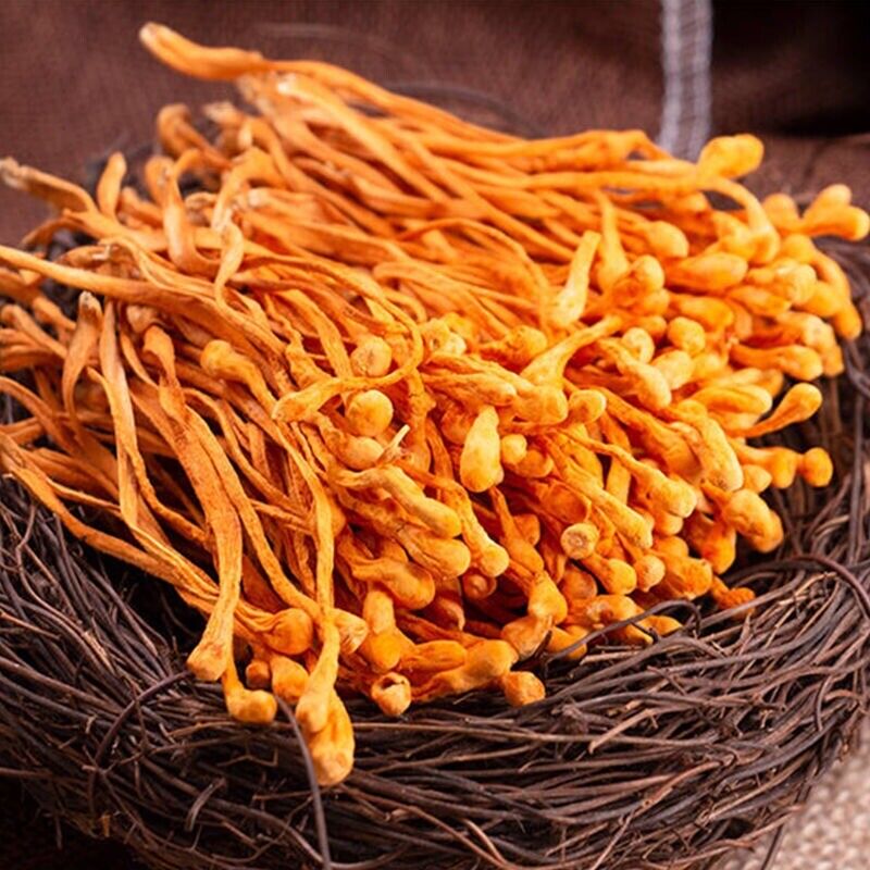 Dried Jin Chong Cao Herb Cordyceps Militaris Cordyceps Flower 虫草花 Secondary image