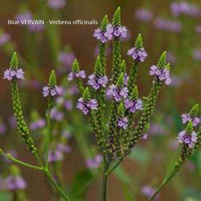 BLUE VERVAIN PREMIUM HARVEST HERBAL TEA 250g Verbena officinalis Dried Herb Secondary image