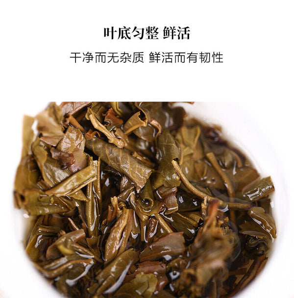Haiwan Old Comrade Shen Pu-erh "Cang Cui" Pu'er Raw Puer Brick Tea 150g/Box