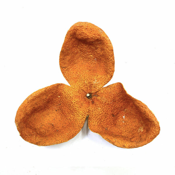 XinHui Chen Pi MuZhou Producing Area Full Red Dried Tangerine Peel Tea 50g