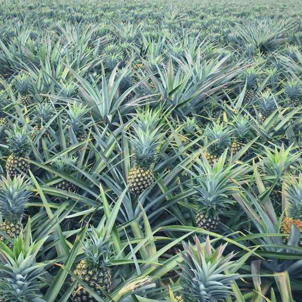 Organic Pineapple Fruit Fine Powder Premium Quality Grade A Pure Natural