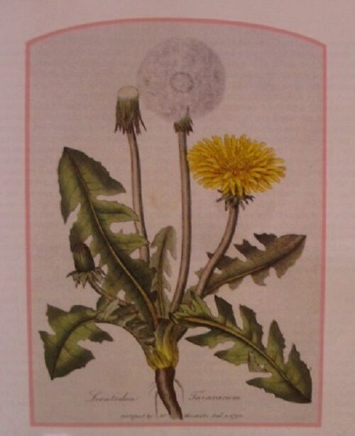TISANE BIO FEUILLE DE PISSENLIT 100g Taraxacum officinalis herbe séchée