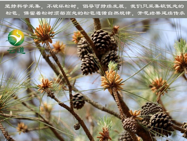 China Yunnan Yundao Pine Pollen Tablet 99% Cracked Cell Wall Herbal 100g/bottle