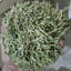 500g Pure Herbal china Green Tea Wild Tea Health Herbs Hu*ang Tea Loose weight