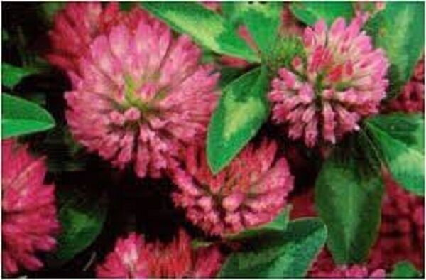 Trèfle rouge tisane de récolte  500g Trifolium pratense fleurs d'herbes séchées