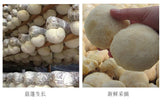 Dried Lion's Mane Mushroom Health Stomach Herbs