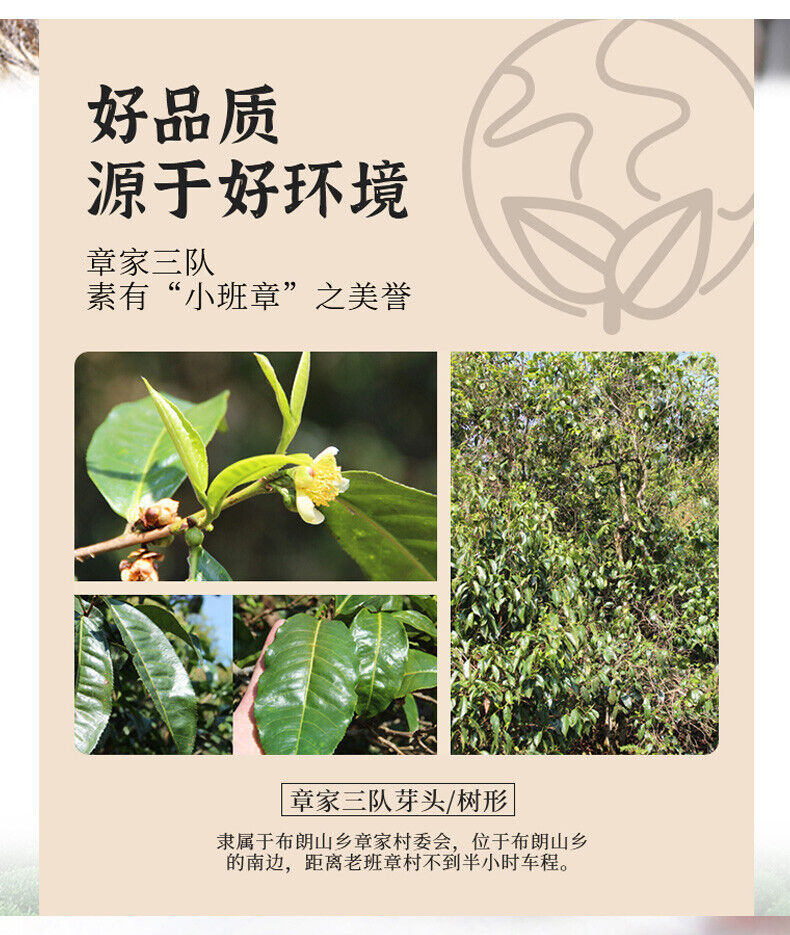 Haiwan Zhang Jia San Dui Puer Raw Tea Bulang Famous Mountain Aged Tree 500g