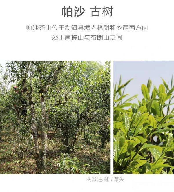 Laotongzhi Puerh Tea Pasha Old Tree Pu'er Raw Tea 500g Sheng Puer Tea Cake