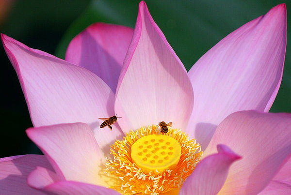 Natural Organic Lotus Flower Honeybee Pollen Defer The Cell Senescence