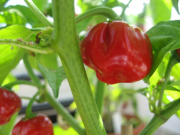 Getrockneter Bio-Bonnet-Chilipfeffer gemahlen Pulver Sehr scharf