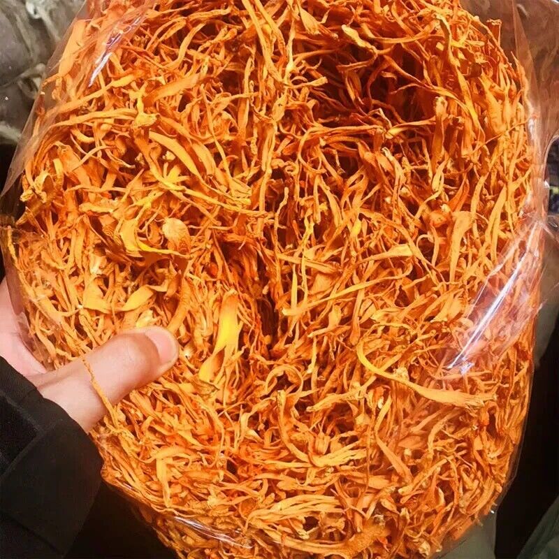 Militaris Fungus Chong Cao Hua Organic Premium 500g Super Mushroom Cordyceps