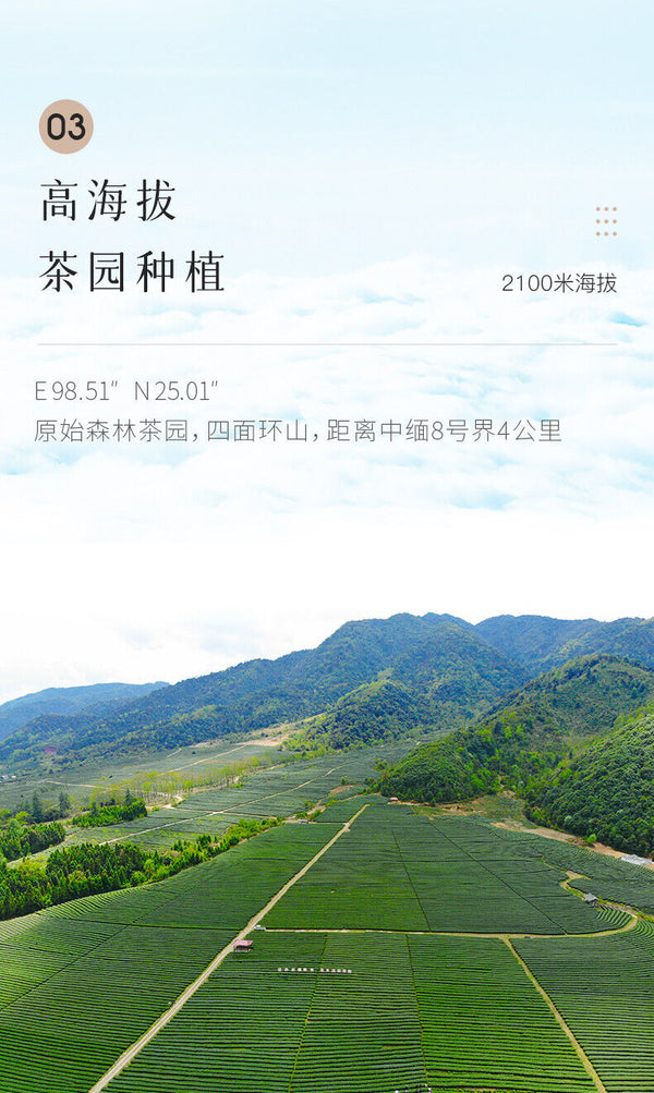 Light Fragrance Type Yunnan Oolong Tea Jibian High Mountain Tea 250g Tin 2100m