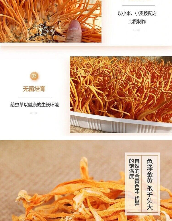 Organic Premium Super Mushroom Cordyceps Militaris Fungus Chong Cao Hua 500g