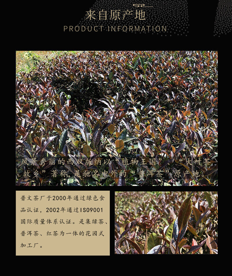 ZI JUAN Puwen Yunya Aged Ancient Tree Purple Buds Pu-erh Tea Cake 400g Raw
