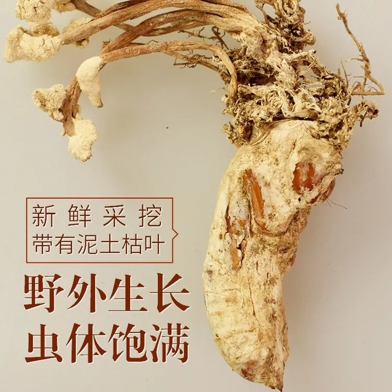 100g Golden Cicada Flower Isaria cicadae Miq Big Cordyceps Sinensis 金蝉花 大虫草