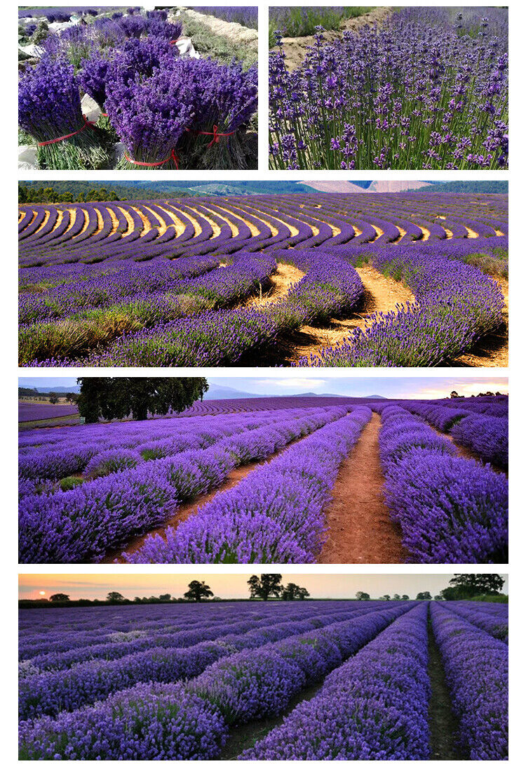 Lavender Flowers, Organic French BULK | Dried Culinary Buds | Food Grade