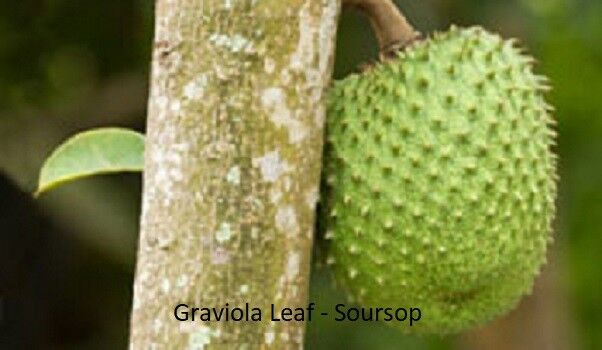 GRAVIOLA LEAF 100g Wild Harvest Soursop Custard Apple Annona muricata Secondary image