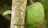 GRAVIOLA LEAF 100g Wild Harvest Soursop Custard Apple Annona muricata