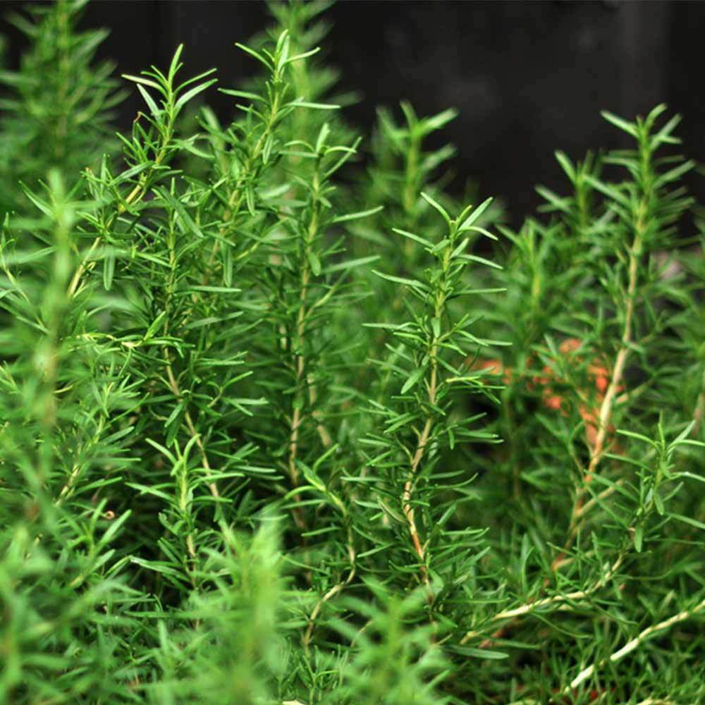 Rosemary Health Care Herbal Tea for Enhancing Memory Sleep Better