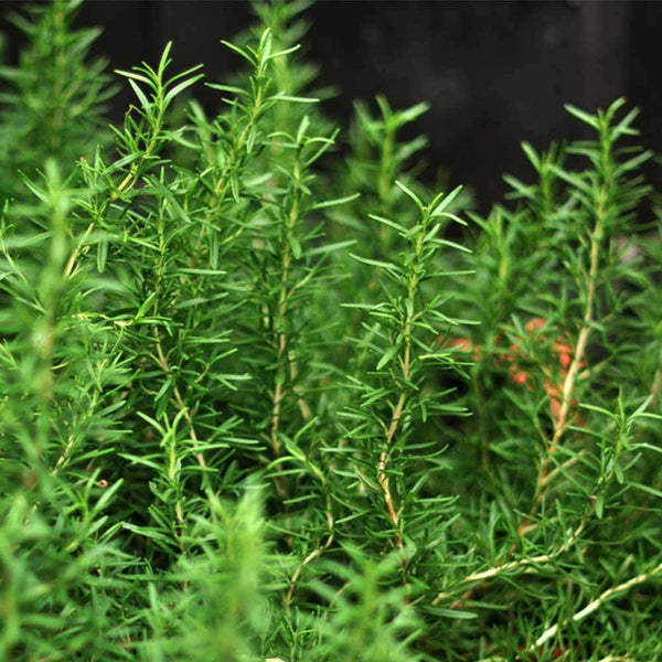 Rosemary Health Care Herbal Tea for Enhancing Memory Sleep Better