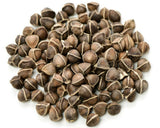 Moringa Oleifera Seeds WINGLESS Fresh Organic Semillas de Moringa Tree