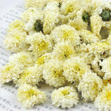 Chinese Organic Premium Huang Shan White Tribute White Chrysanthemum Tea 500g