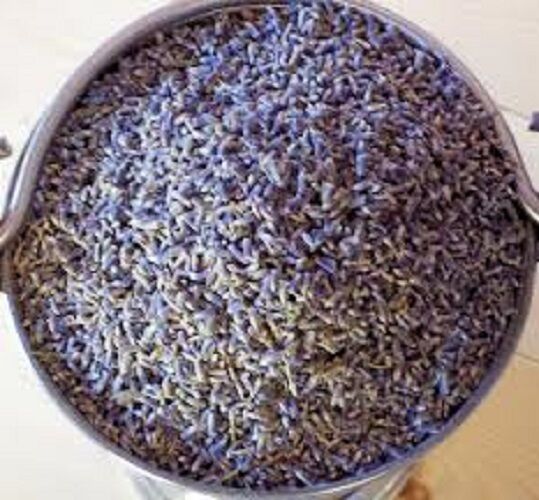 TISANE BIO LAVANDE 100g Fleur Lavendula angustifolia Herbe Séchée