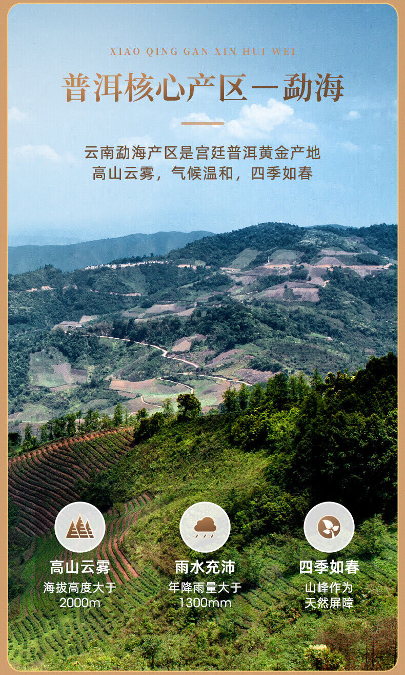 EFUTON Brand Chenpi Orange Pu'er Yunnan Pu-erh Tea Stuffed Tangerine Ripe 230g