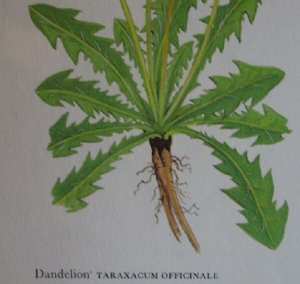THÉ CRU SAUVAGE RACINE DE PISSENLIT 250g Taraxacum officinalis Herbe Secondary image