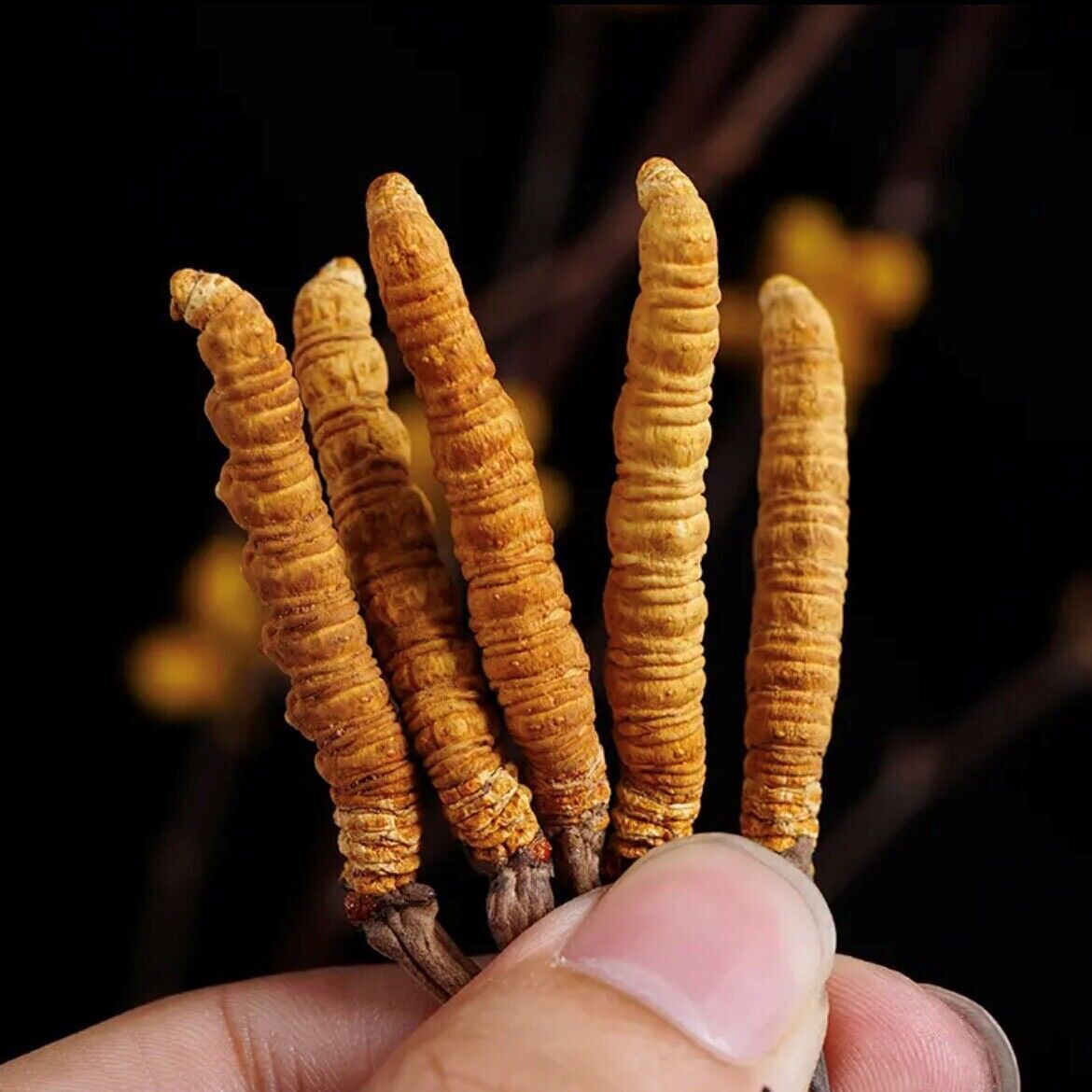 10 Pieces Wild Tibetan Aweto Chinese Caterpillar Fungus Cordyceps Sinensis Main image