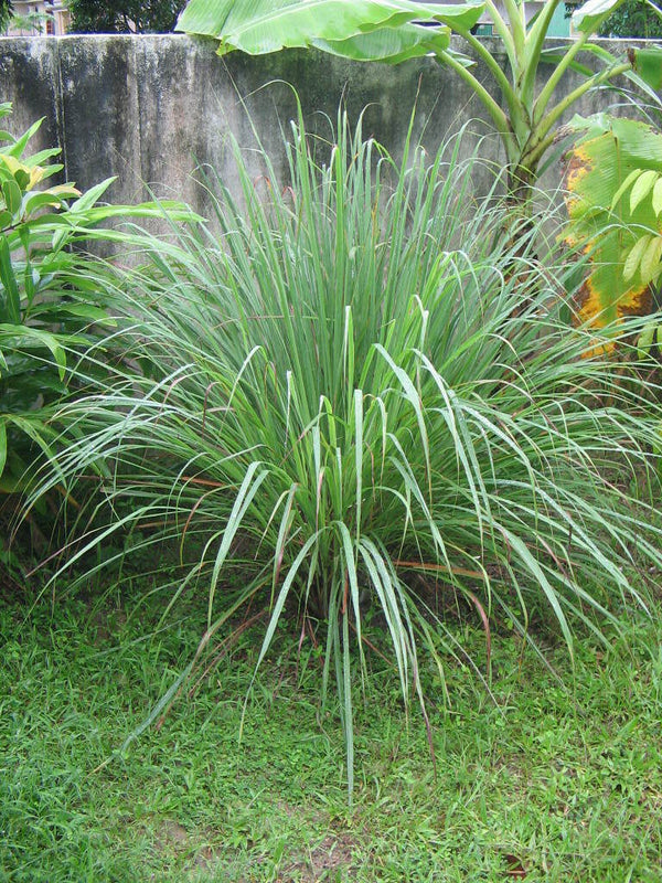 Dried organic Lemongrass leaf slices(2-3cm cut) For Enhance Flavor pure Natural