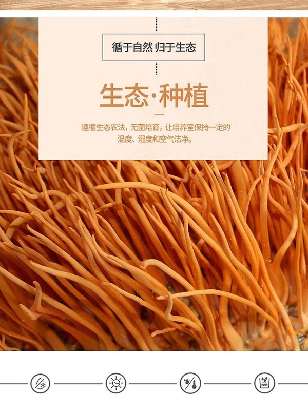 Militaris Fungus Chong Cao Hua Organic Premium 500g Super Mushroom Cordyceps