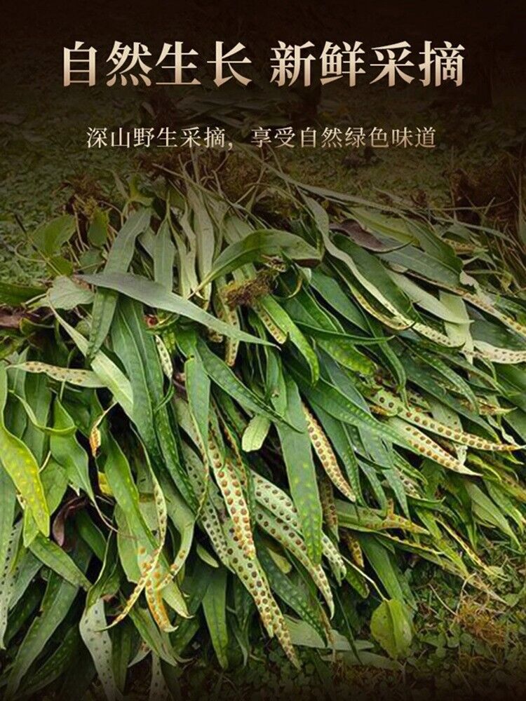20g TongRenTang Golden Grass 同仁堂东北黄金草20g/瓶 嗷嗷叫草化石草 可配东北长白山参泡茶 男人茶 茶香四溢 NEW