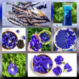 Dried Flower Natural Herbal Pure Drink 100% Butterfly Pea Blue Organic Tea