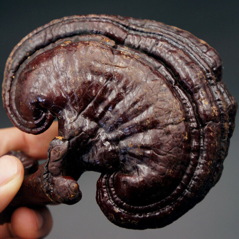 Wild Lingzhi Organic Reishi Mushroom Immortality 500g Purple Ganoderma Lucidum