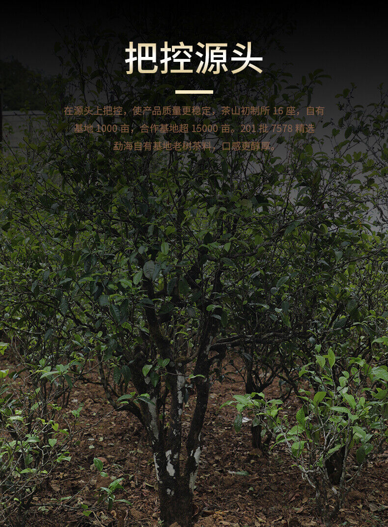 LaoTongZhi 7578 Batch 201 Ripe Puer Yunnan Old Comrade Haiwan Shu Pu'er Tea