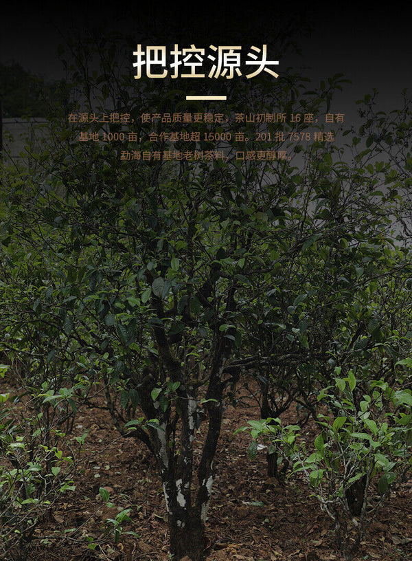 LaoTongZhi 7578 Batch 201 Ripe Puer Yunnan Old Comrade Haiwan Shu Pu'er Tea