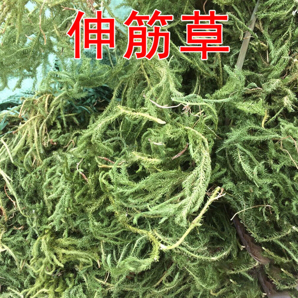 New Organic Shenjincao Organic Herbal Drink Tendongrass Natural Herbal Tea 500g