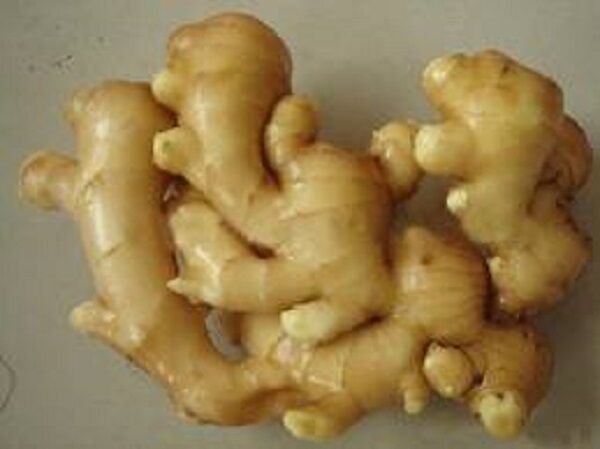 GINGER ROOT PREMIUM HARVEST HERBAL TEA 250g Zingiber officinale Dried herb Secondary image