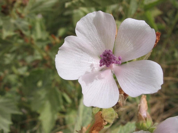Marshmallow Root Extract Powder - Natural Althaea Apothecary