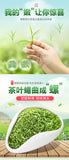 Green Tea Biluochun Tea Spring Tea Organic Fresh Chinese Bi Luo Chun 250g Tin