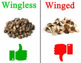Moringa Oleifera Seeds WINGLESS Fresh Organic Semillas de Moringa Tree
