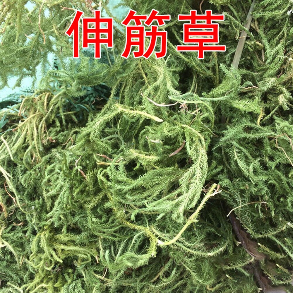 New Organic Shenjincao Organic Herbal Tendongrass Natural Herbal Tea 500g/1.1LB