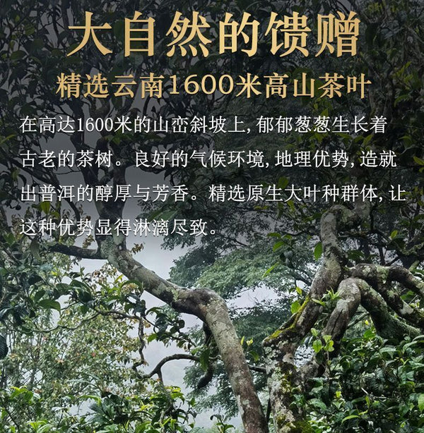 HAIWAN Old Comrade Qiao Mu Tuo Pu-erh Tea Tuo Raw Puer Mini Lao Tong Zhi